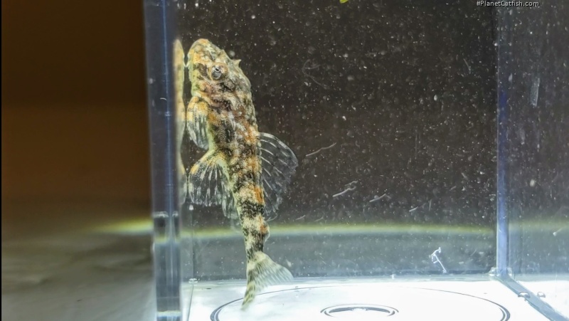 Dekeyseria picta