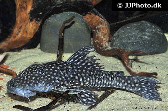 Dolichancistrus fuesslii