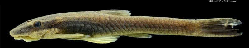 Epactionotus advenus