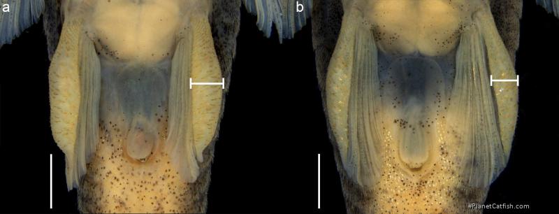 Epactionotus advenus