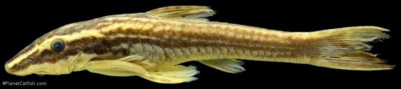Epactionotus bilineatus