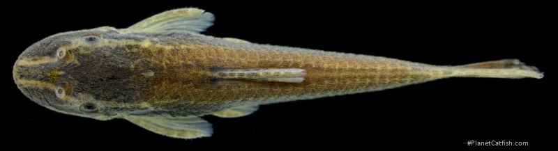 Epactionotus gracilis