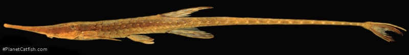 Farlowella gianetii