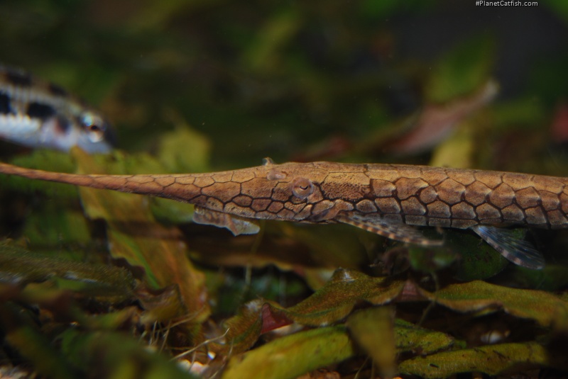 Farlowella henriquei