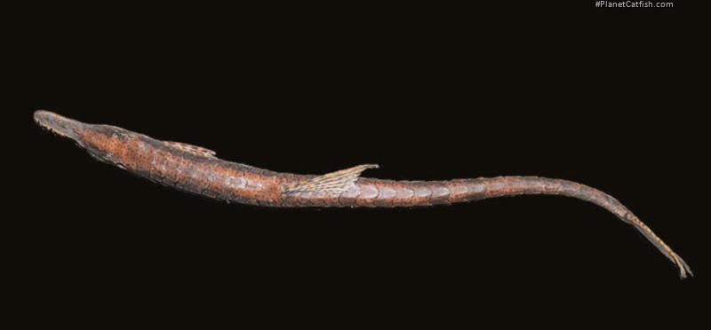 Farlowella mitoupibo