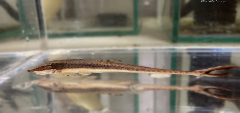 Farlowella myriodon