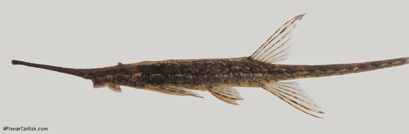 Farlowella nattereri