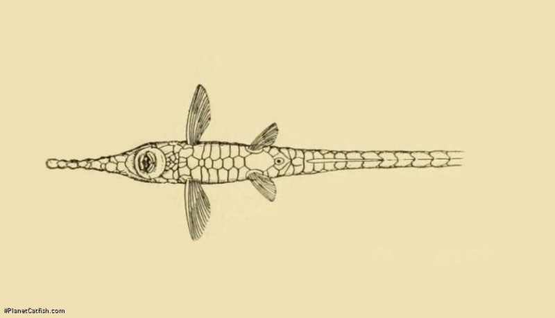 Farlowella smithi