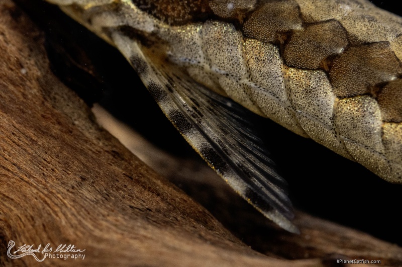 Farlowella vittata
