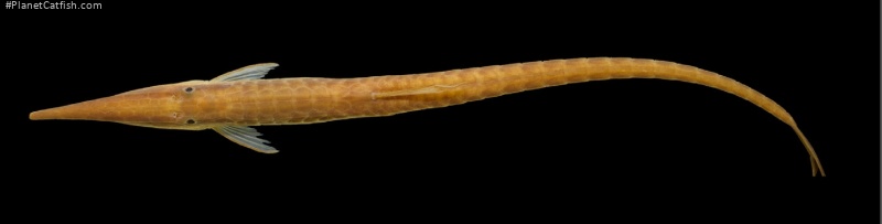 Farlowella wuyjugu