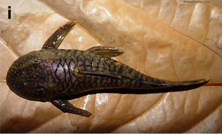 Guyanancistrus brevispinis