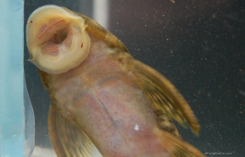 Guyanancistrus brevispinis
