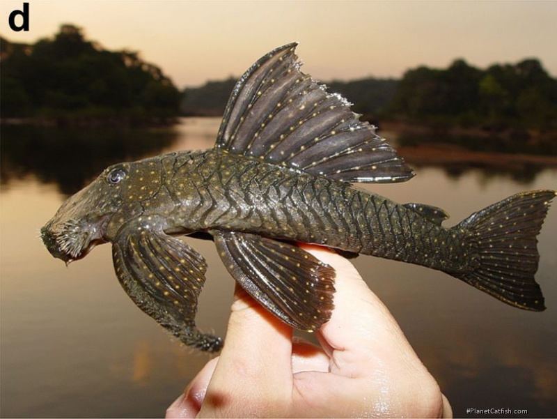 Guyanancistrus niger