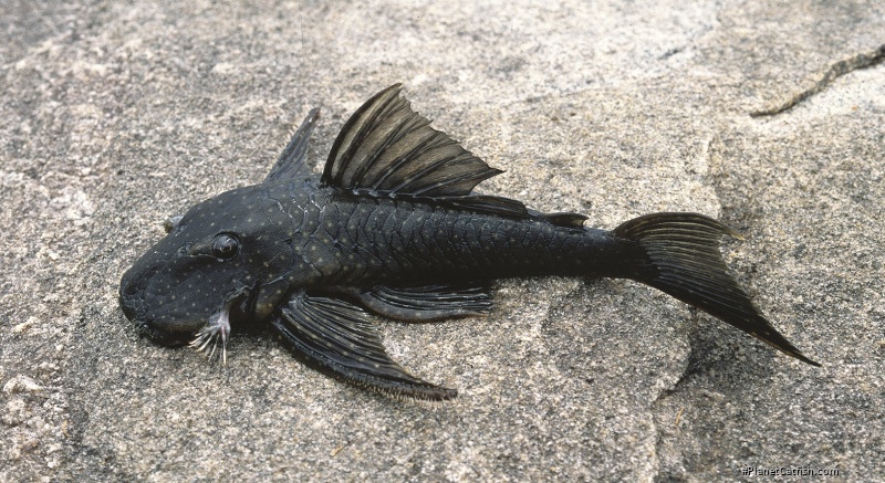 Guyanancistrus niger