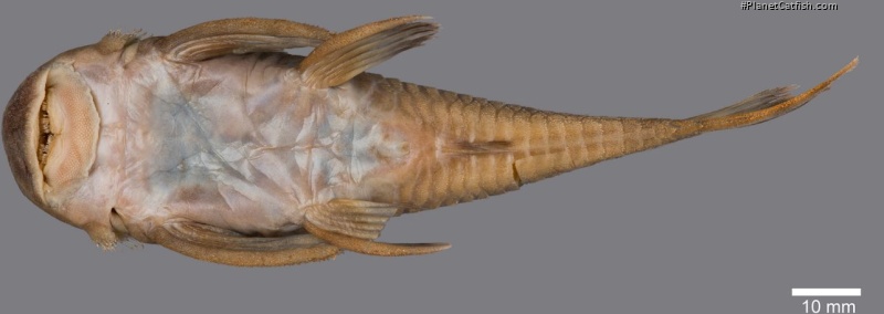 Guyanancistrus teretirostris