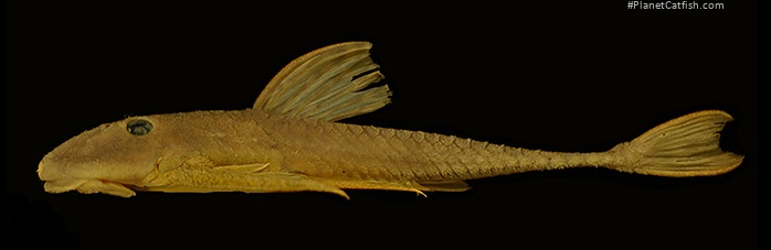Harttia canastra