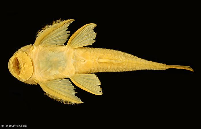 Harttia canastra