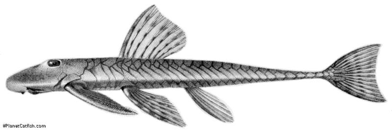 Harttia loricariformis