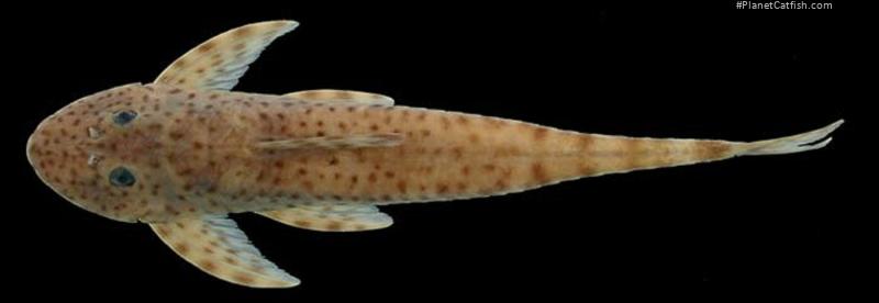 Harttia merevari