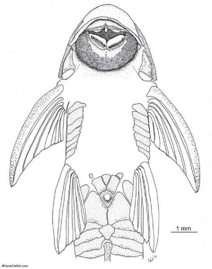 Harttia merevari