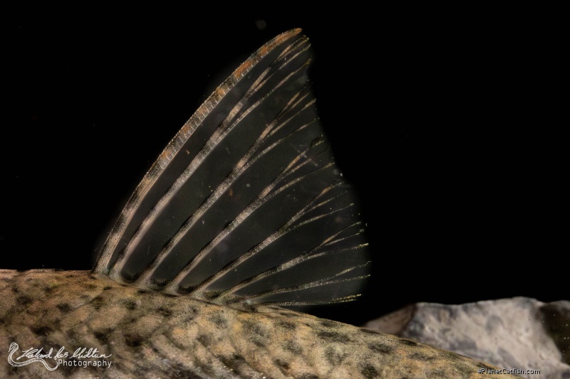 Harttia punctata