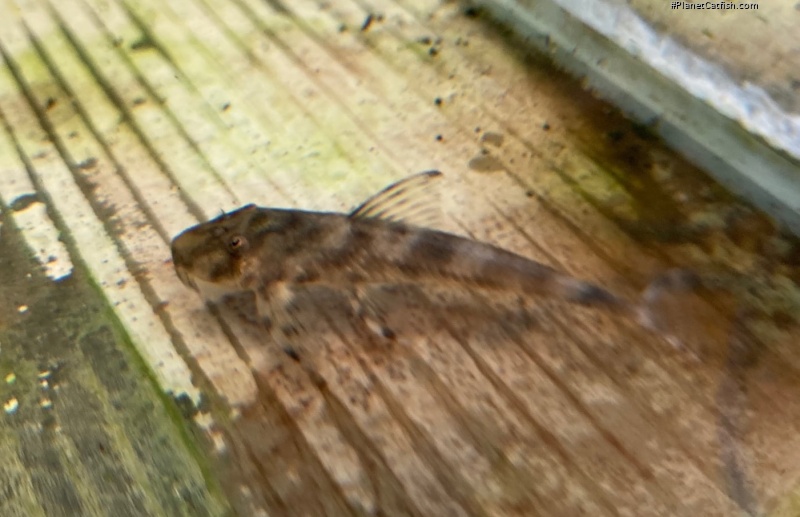 Harttia villasboas