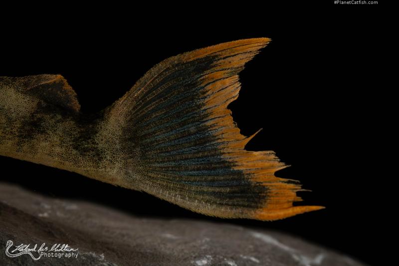 Hemiancistrus guahiborum