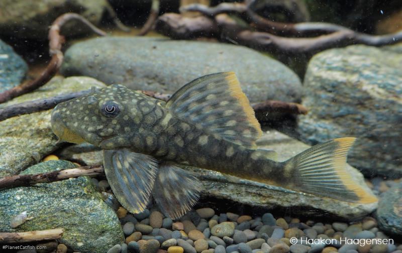 Hemiancistrus guahiborum