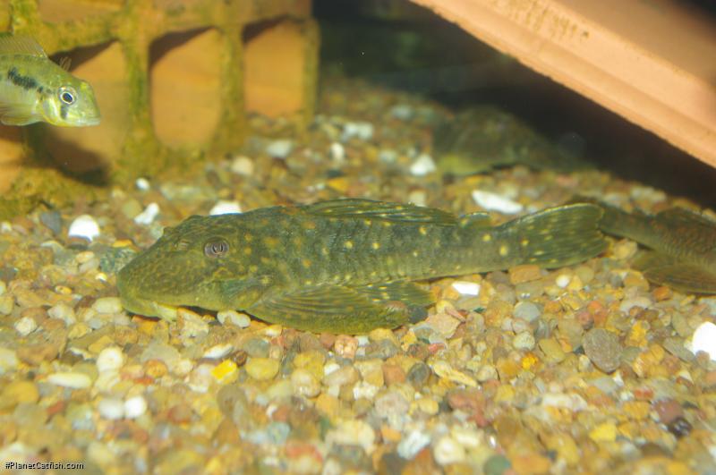 Hemiancistrus meizospilos