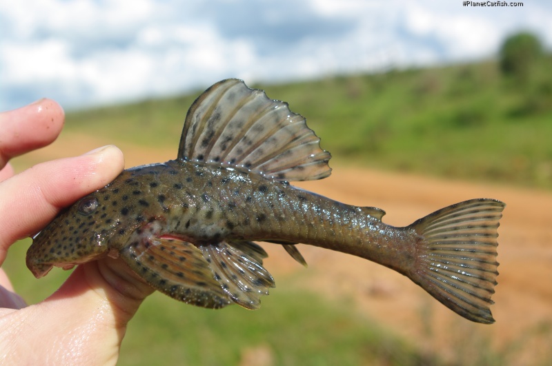 Hemiancistrus punctulatus