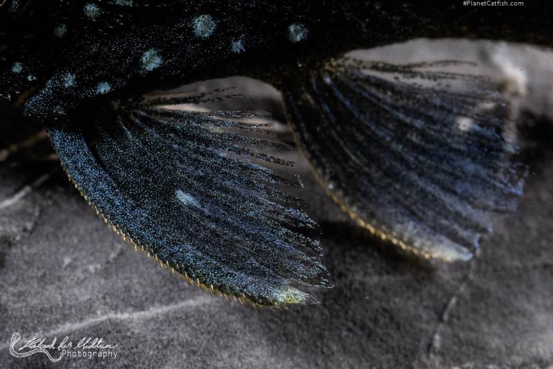 Hemiancistrus sp. (L128)