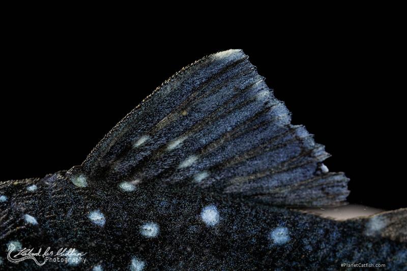Hemiancistrus sp. (L128)