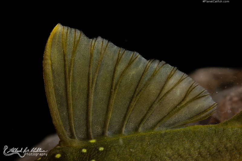 Hemiancistrus subviridis