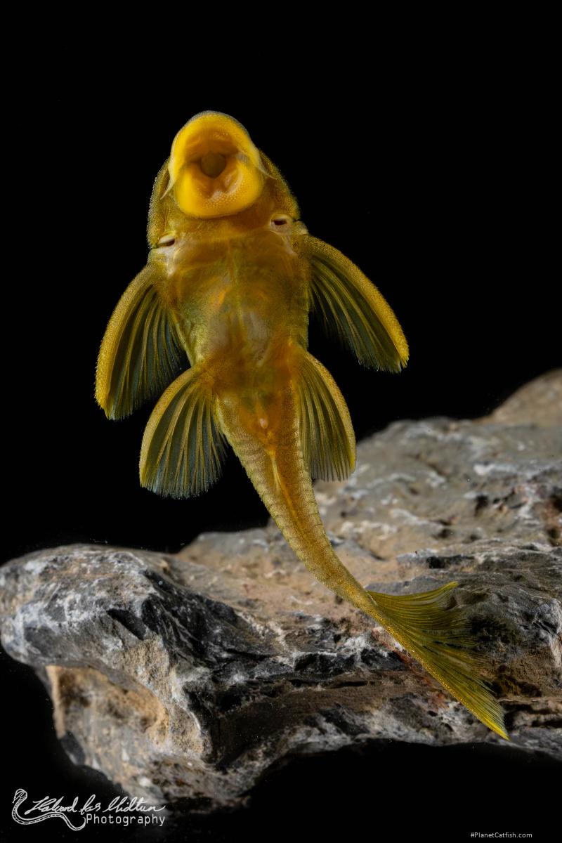 Hemiancistrus subviridis