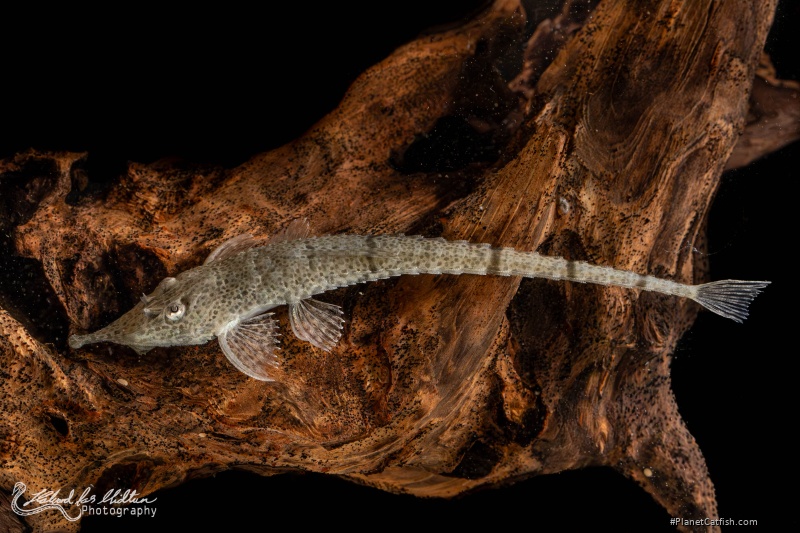 Hemiodontichthys acipenserinus