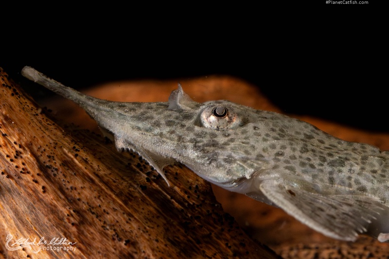 Hemiodontichthys acipenserinus