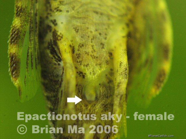 Hisonotus aky