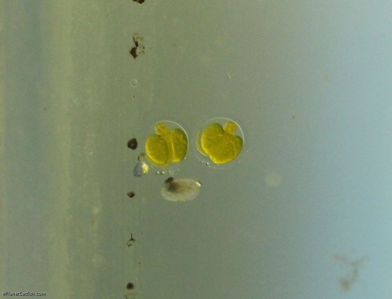 Hisonotus aky