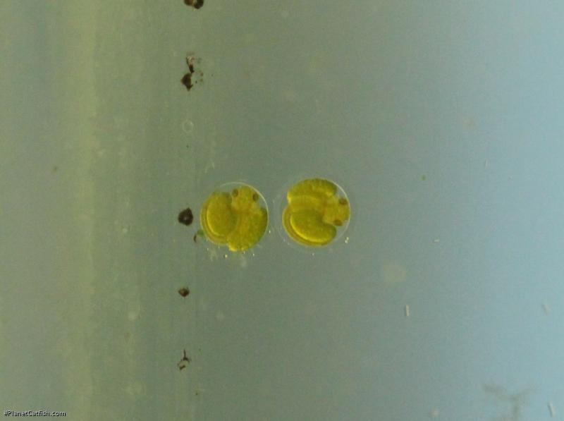 Hisonotus aky