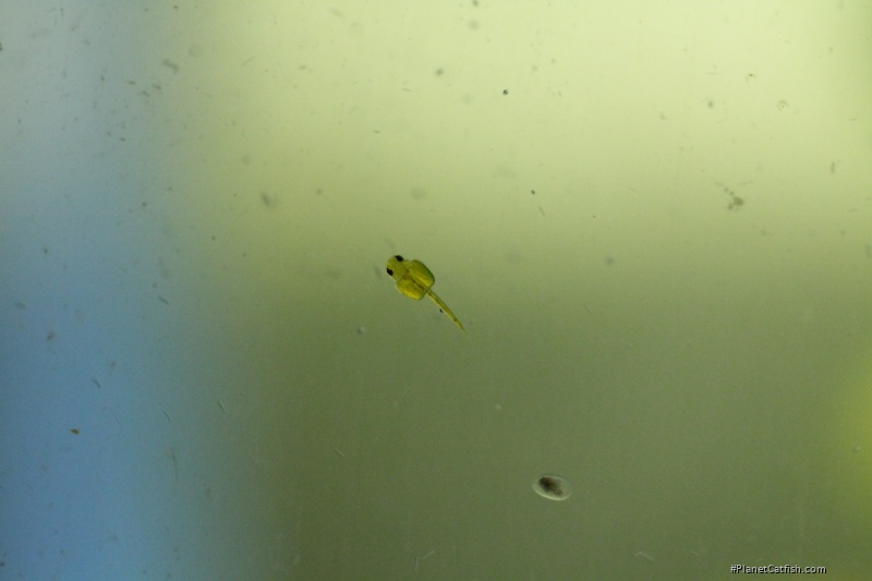 Hisonotus aky