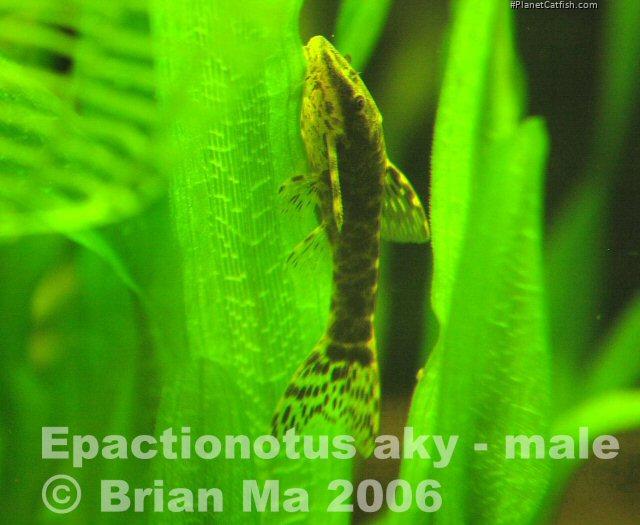 Hisonotus aky