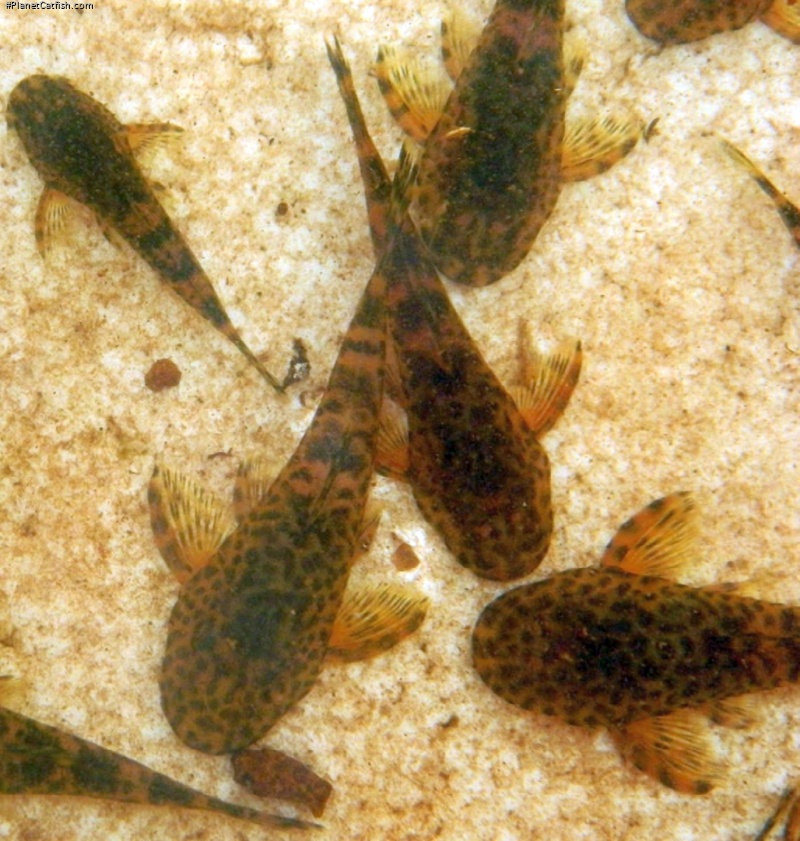 Hisonotus pantherinus