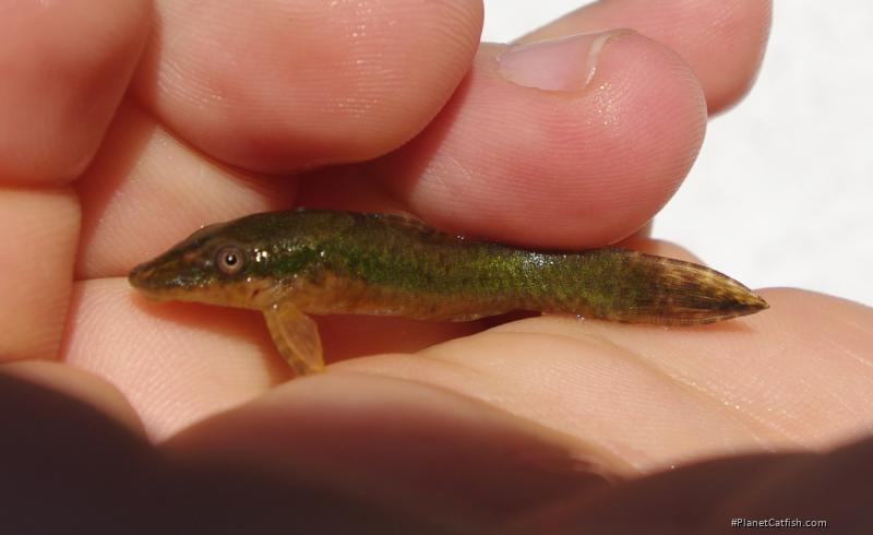 Hisonotus ringueleti