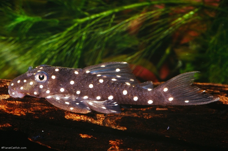 Hypancistrus contradens