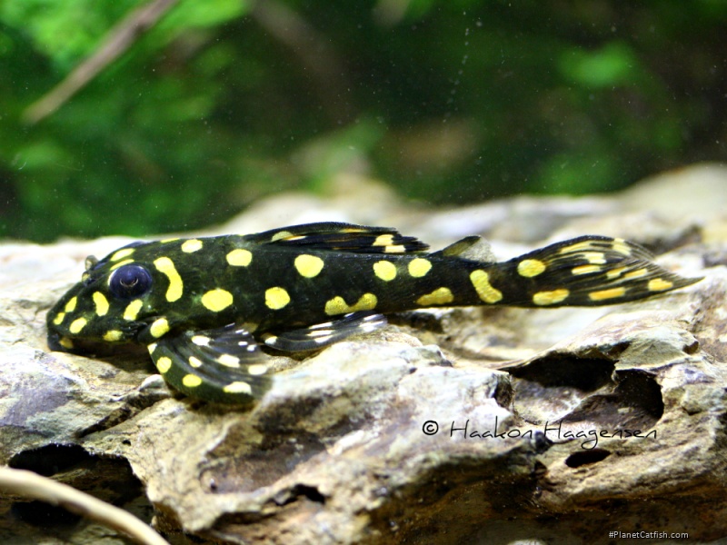 Hypancistrus contradens