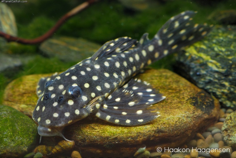 Hypancistrus contradens