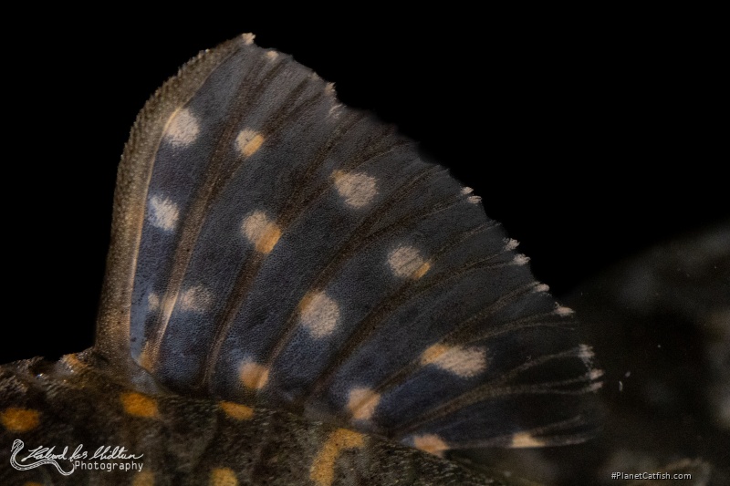 Hypancistrus debilittera