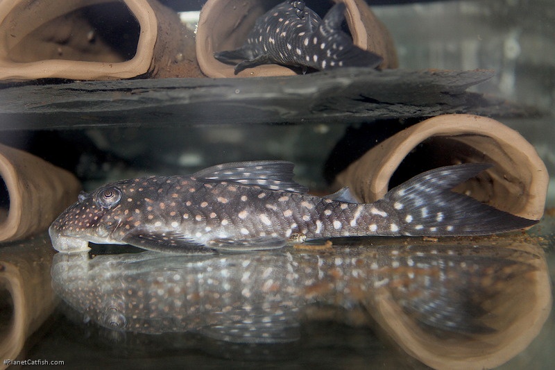 Hypancistrus inspector