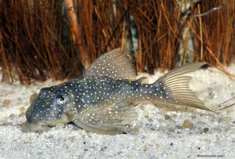 Hypancistrus lunaorum