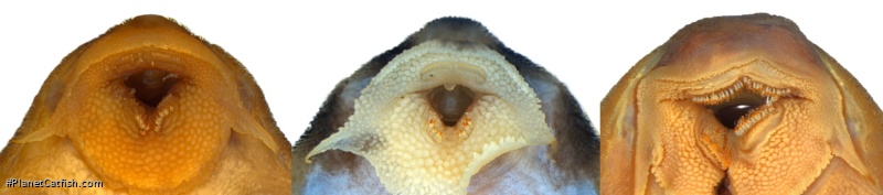 Hypancistrus parkateje